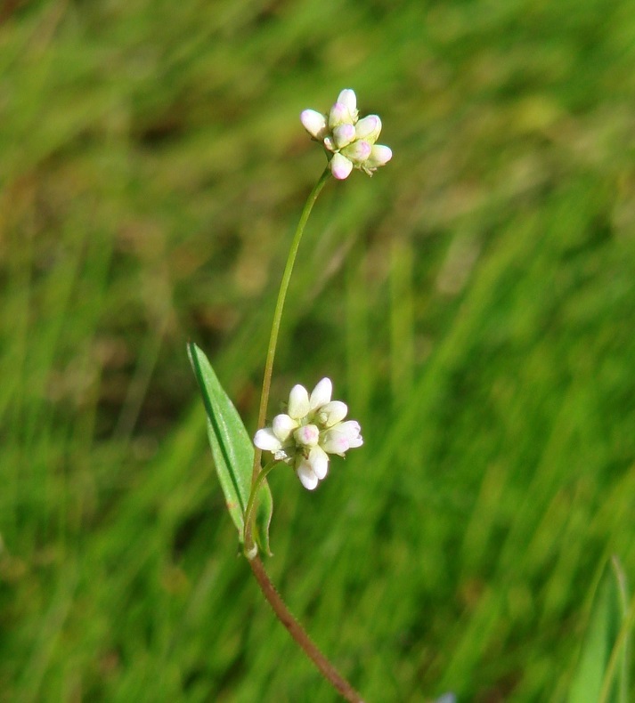 Image of Truellum sieboldii specimen.