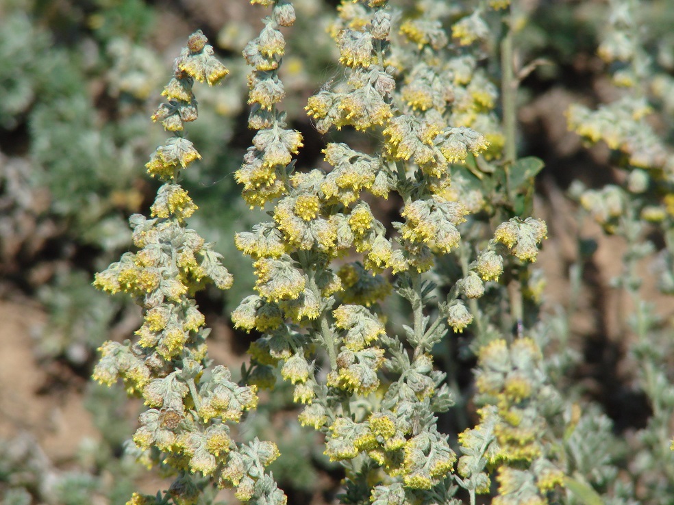 Image of Artemisia cuspidata specimen.