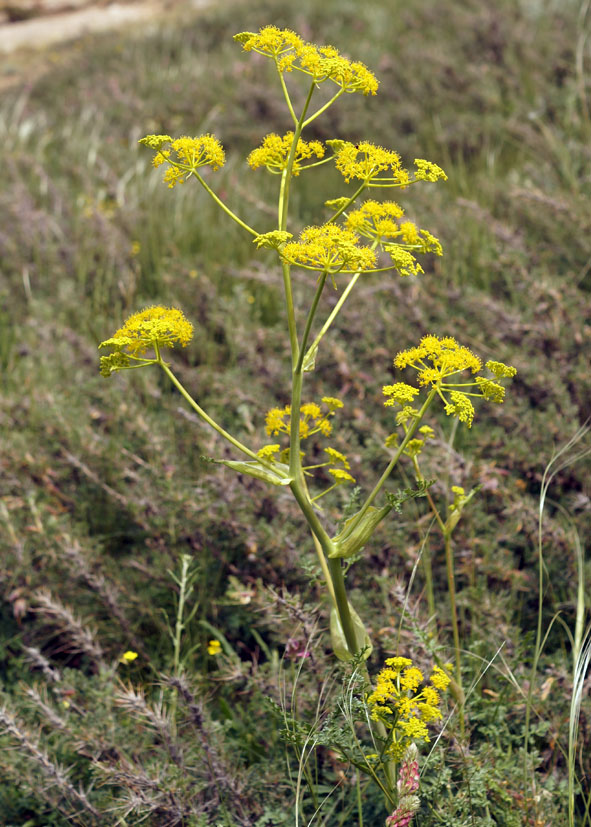 Image of Ferula kelleri specimen.