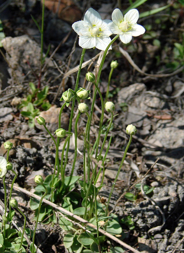 Изображение особи Parnassia palustris.