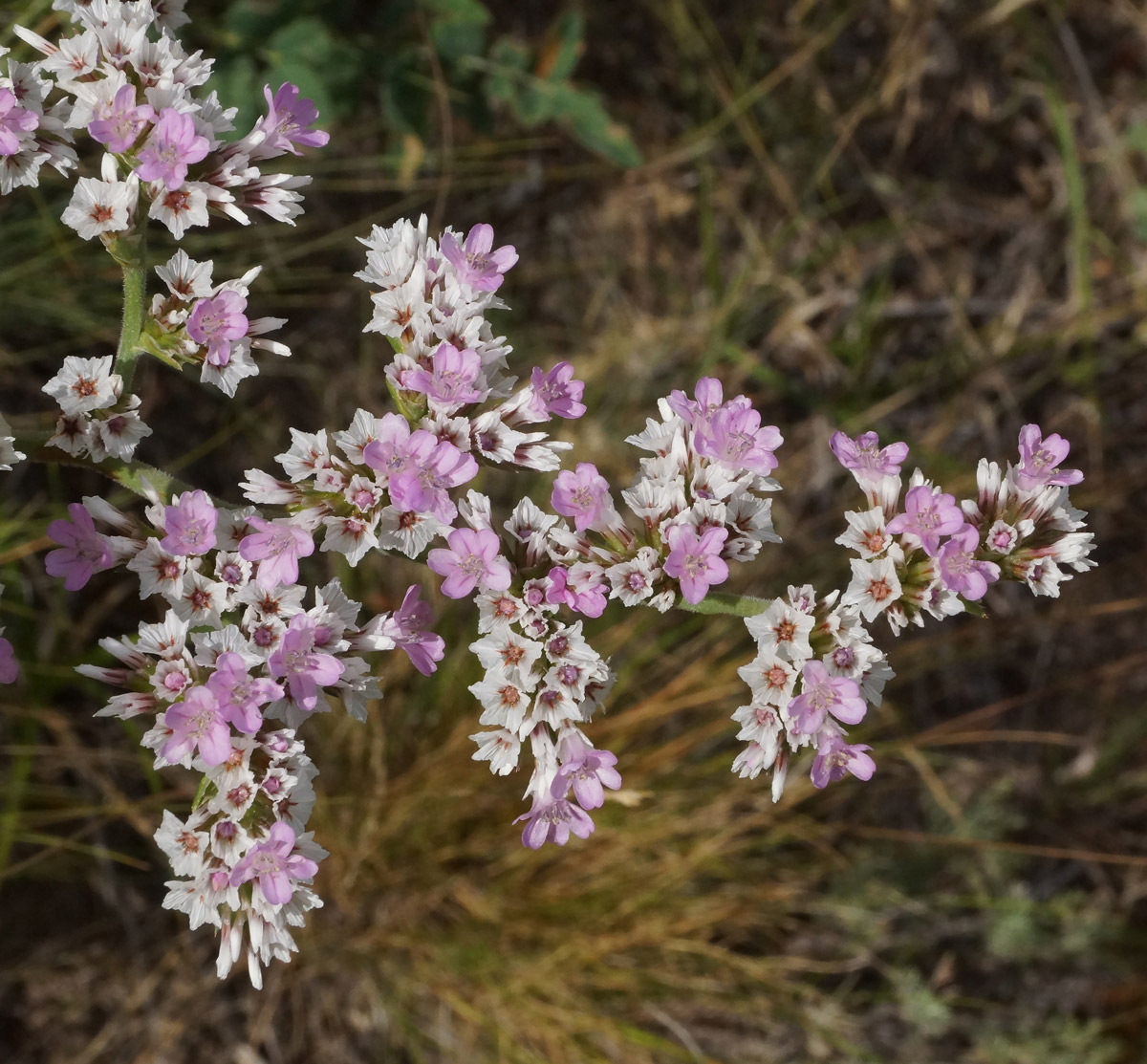 Image of Goniolimon dschungaricum specimen.