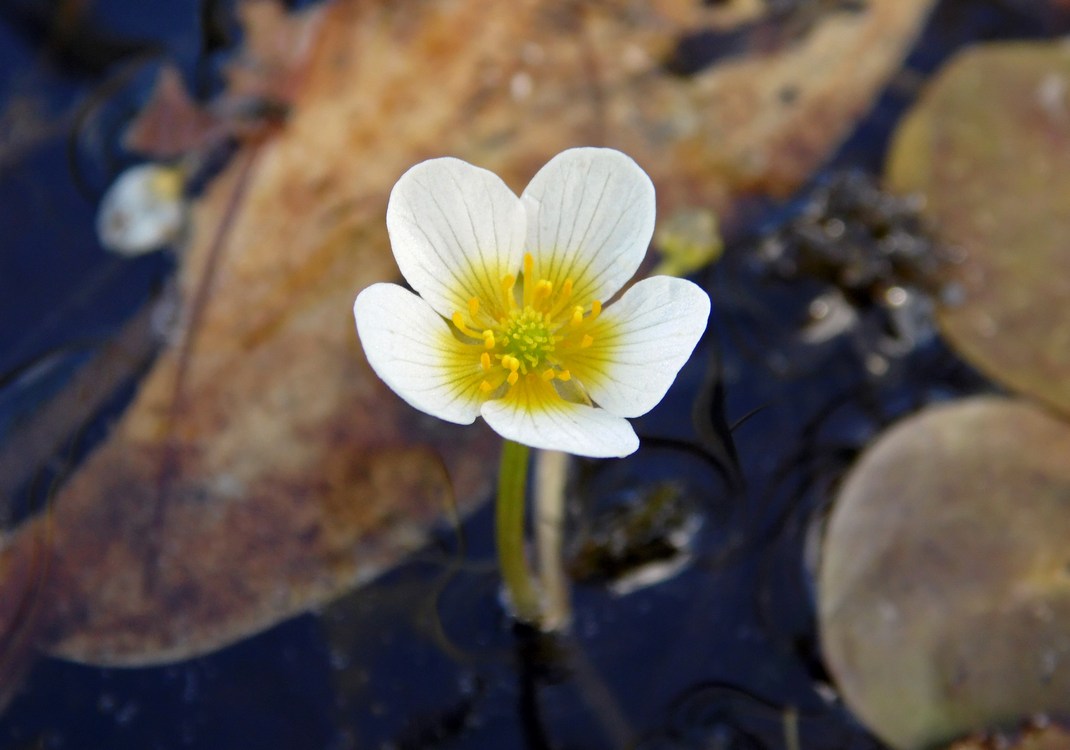 Изображение особи Ranunculus circinatus.