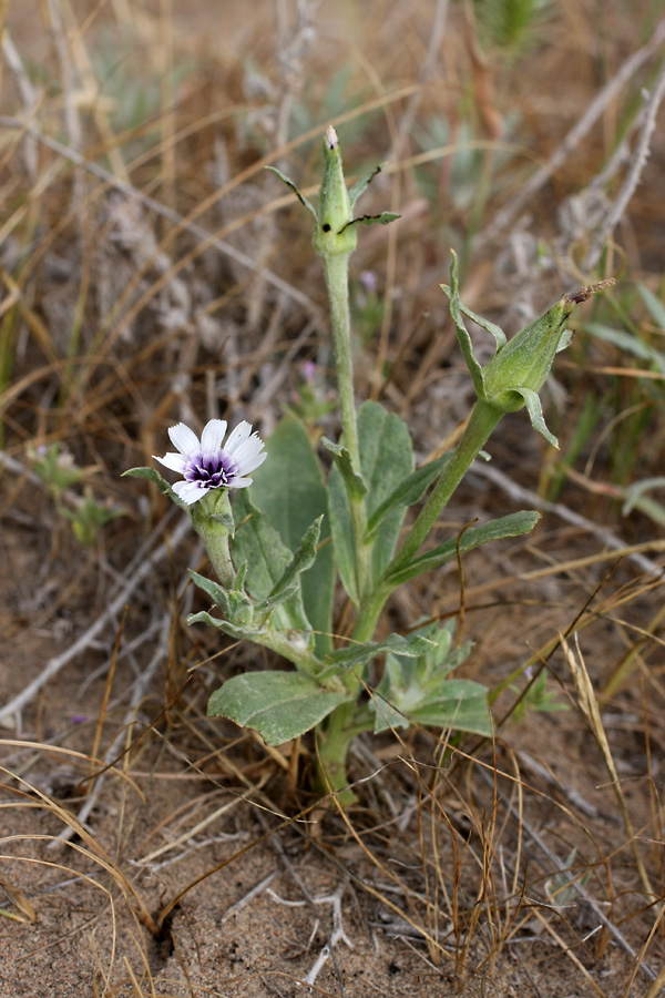 Image of Epilasia mirabilis specimen.