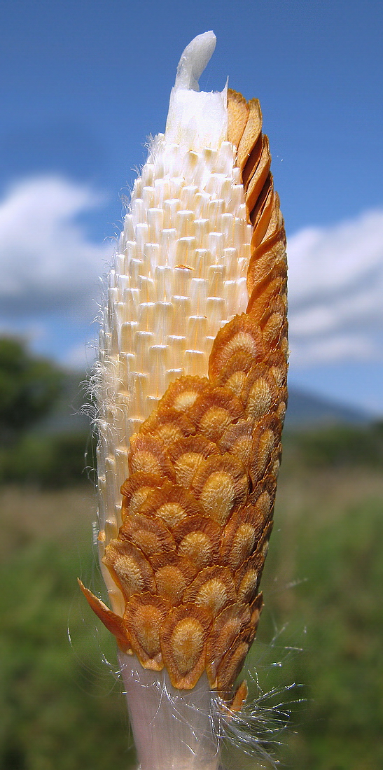 Image of Metaplexis japonica specimen.