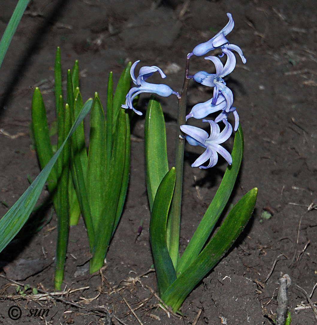 Image of Hyacinthus orientalis specimen.