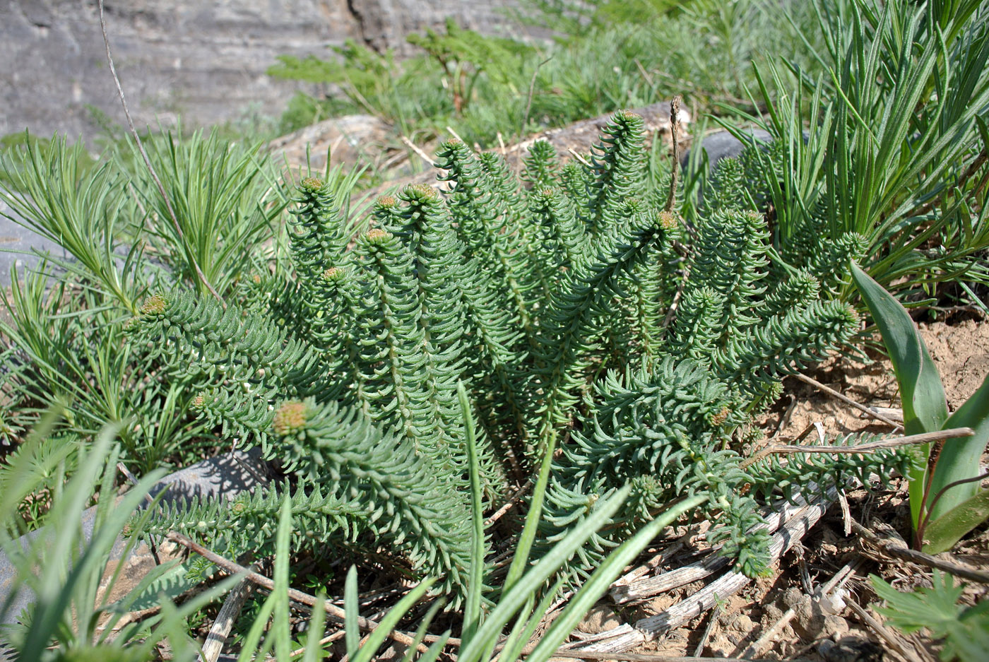 Image of genus Pseudosedum specimen.