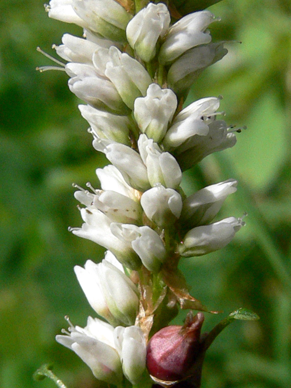 Image of Bistorta vivipara specimen.