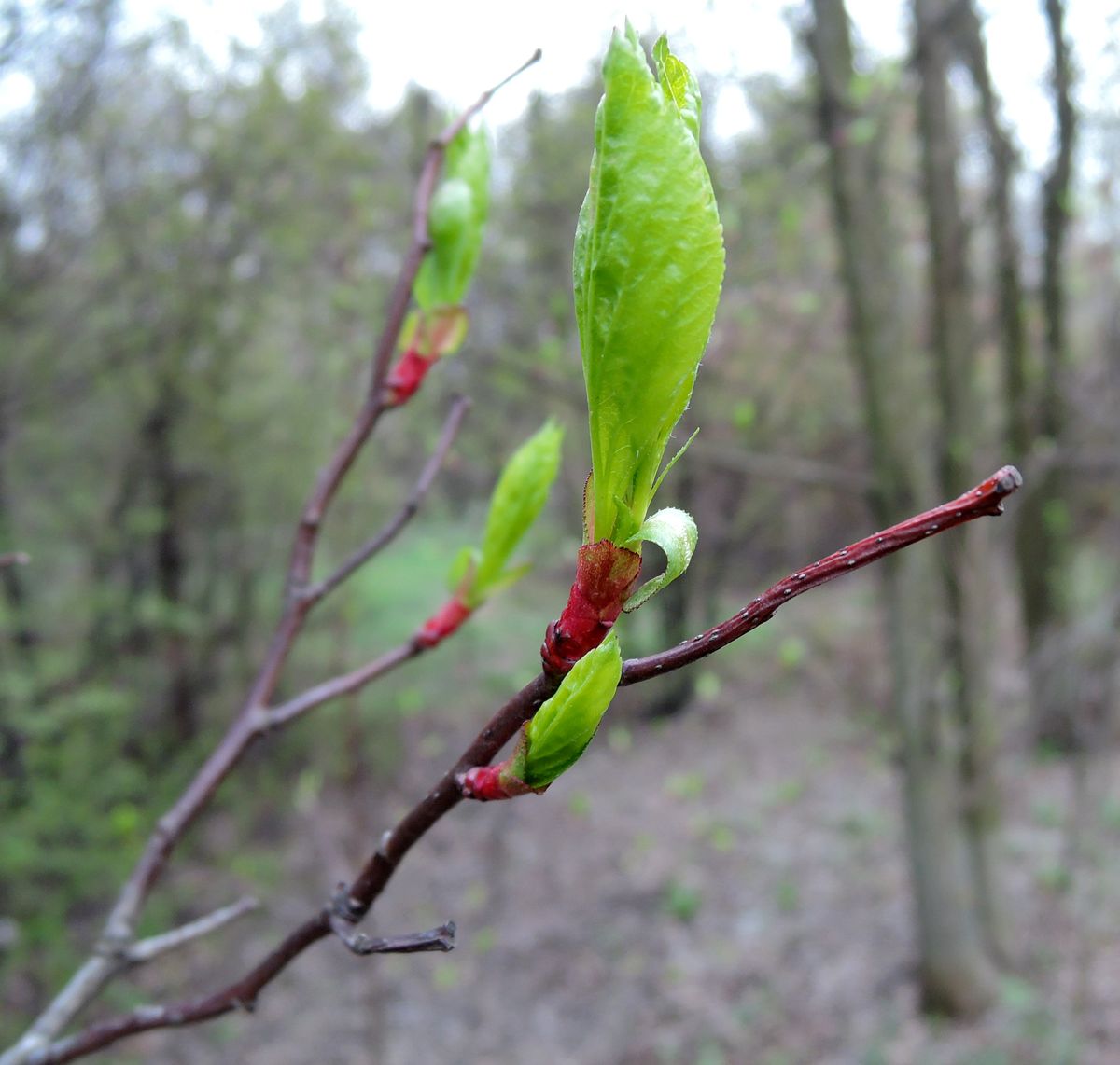 Изображение особи Crataegus rivularis.