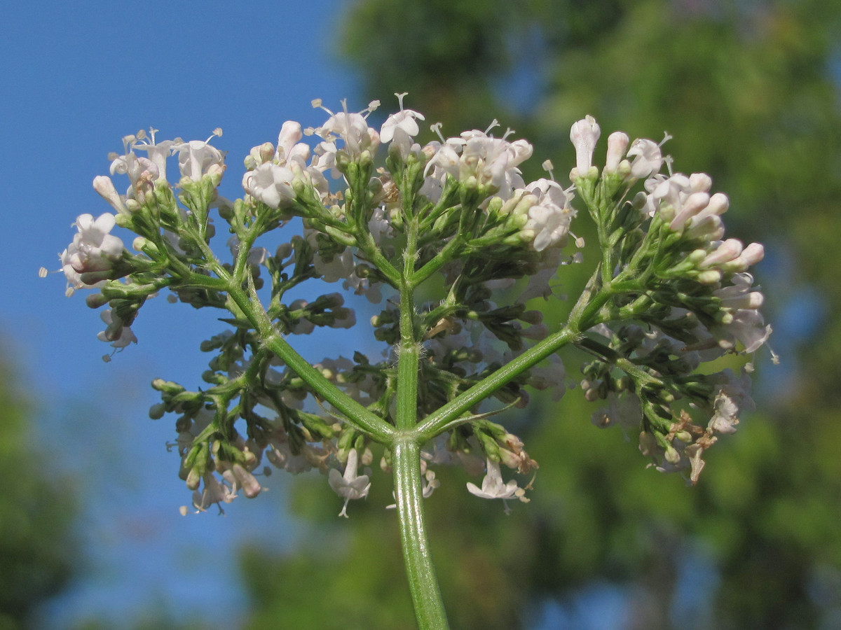 Image of Valeriana grossheimii specimen.