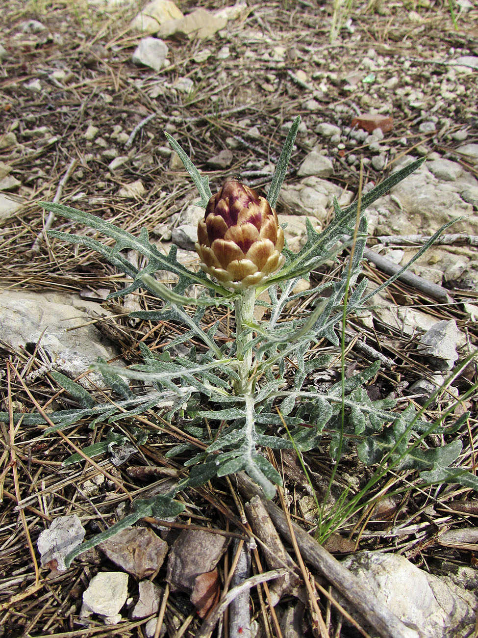 Image of Rhaponticum coniferum specimen.