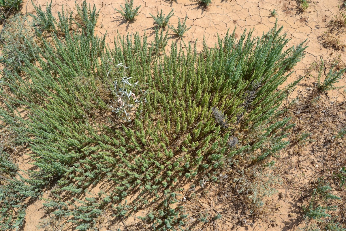 Изображение особи Salsola foliosa.