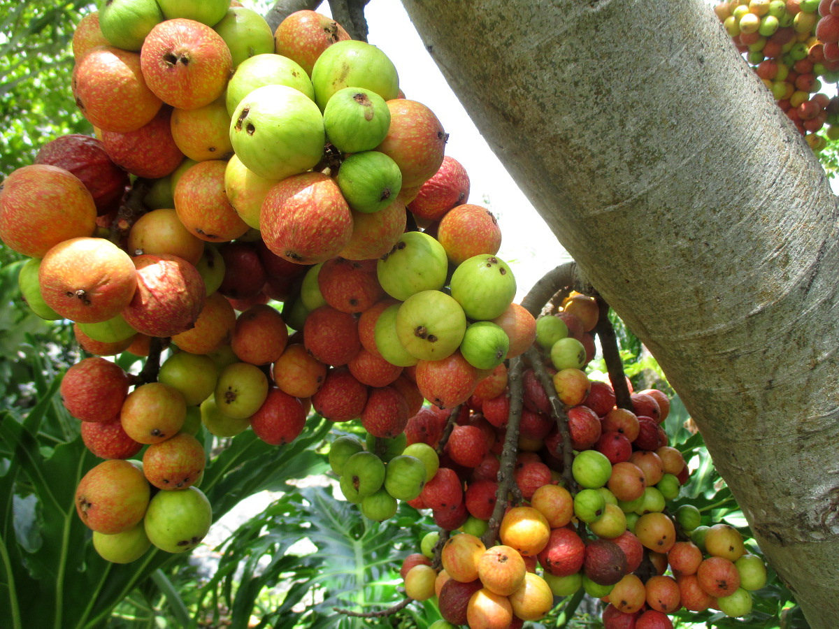 Изображение особи Ficus racemosa.