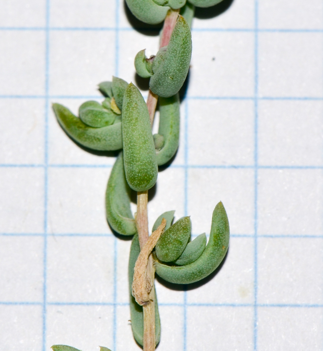 Image of Suaeda palaestina specimen.