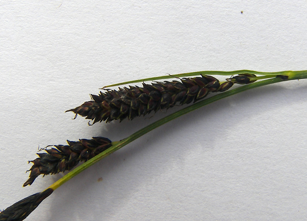 Image of Carex transcaucasica specimen.