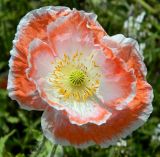 Papaver rhoeas