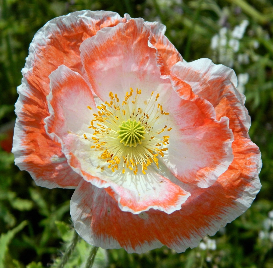 Image of Papaver rhoeas specimen.