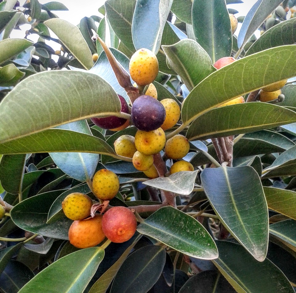 Image of Ficus obliqua specimen.