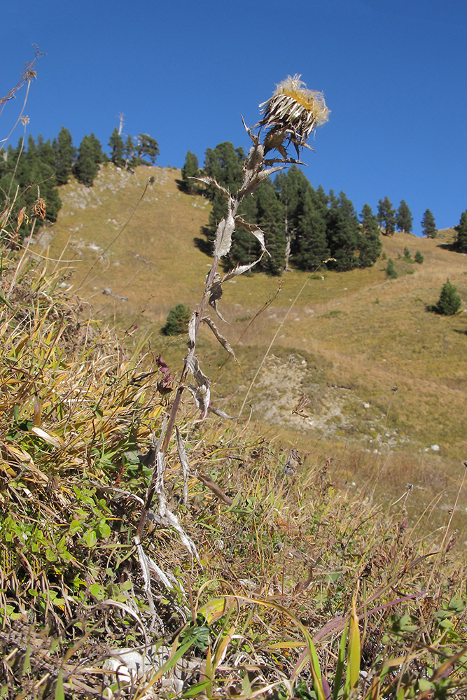 Image of Carlina intermedia specimen.