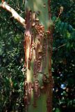 Arbutus andrachne. Часть ствола взрослого дерева. Крым, Никитский ботанический сад, в культуре. 13.08.2007.