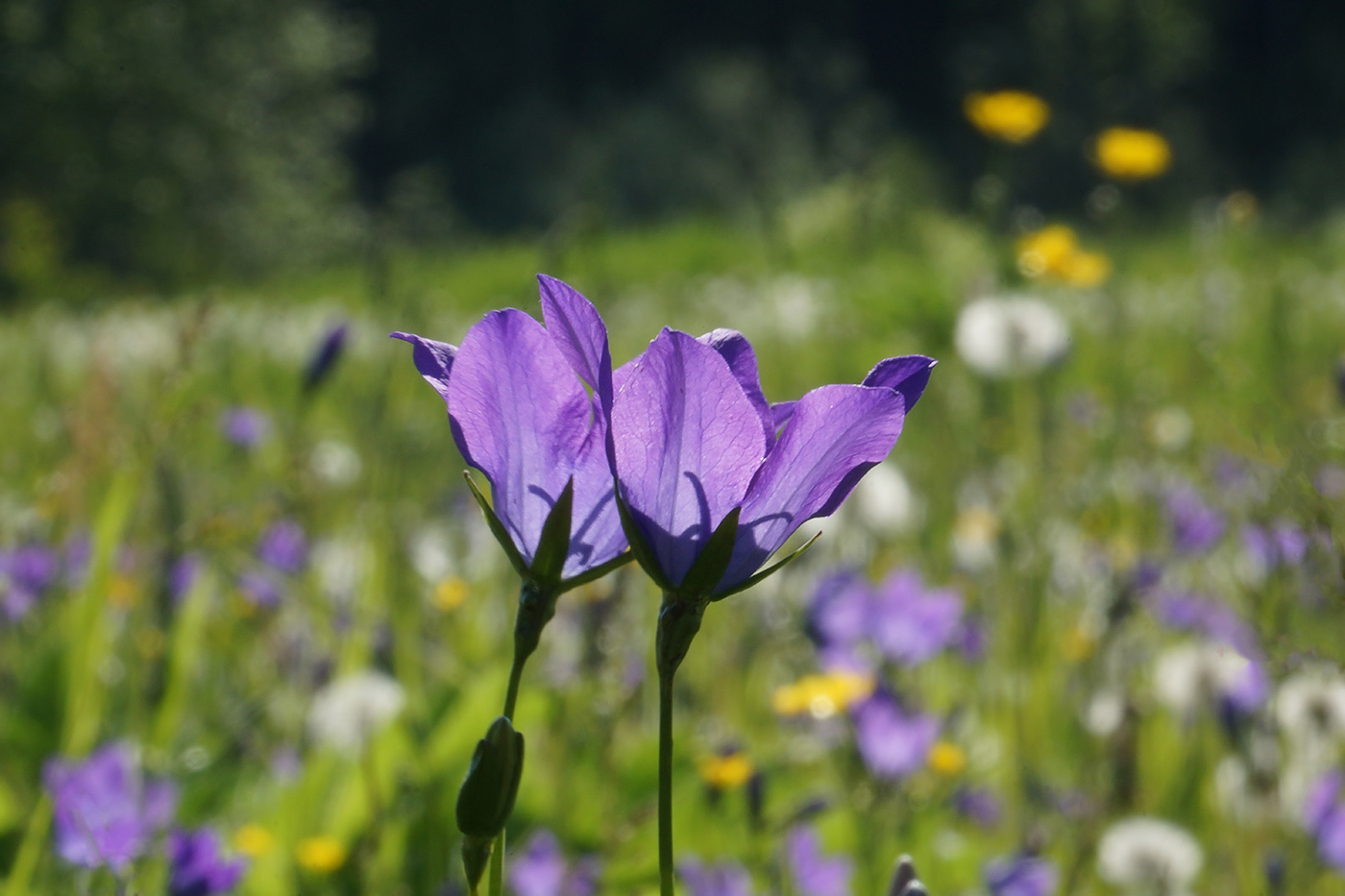 Изображение особи Campanula altaica.