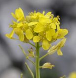 Brassica nivalis