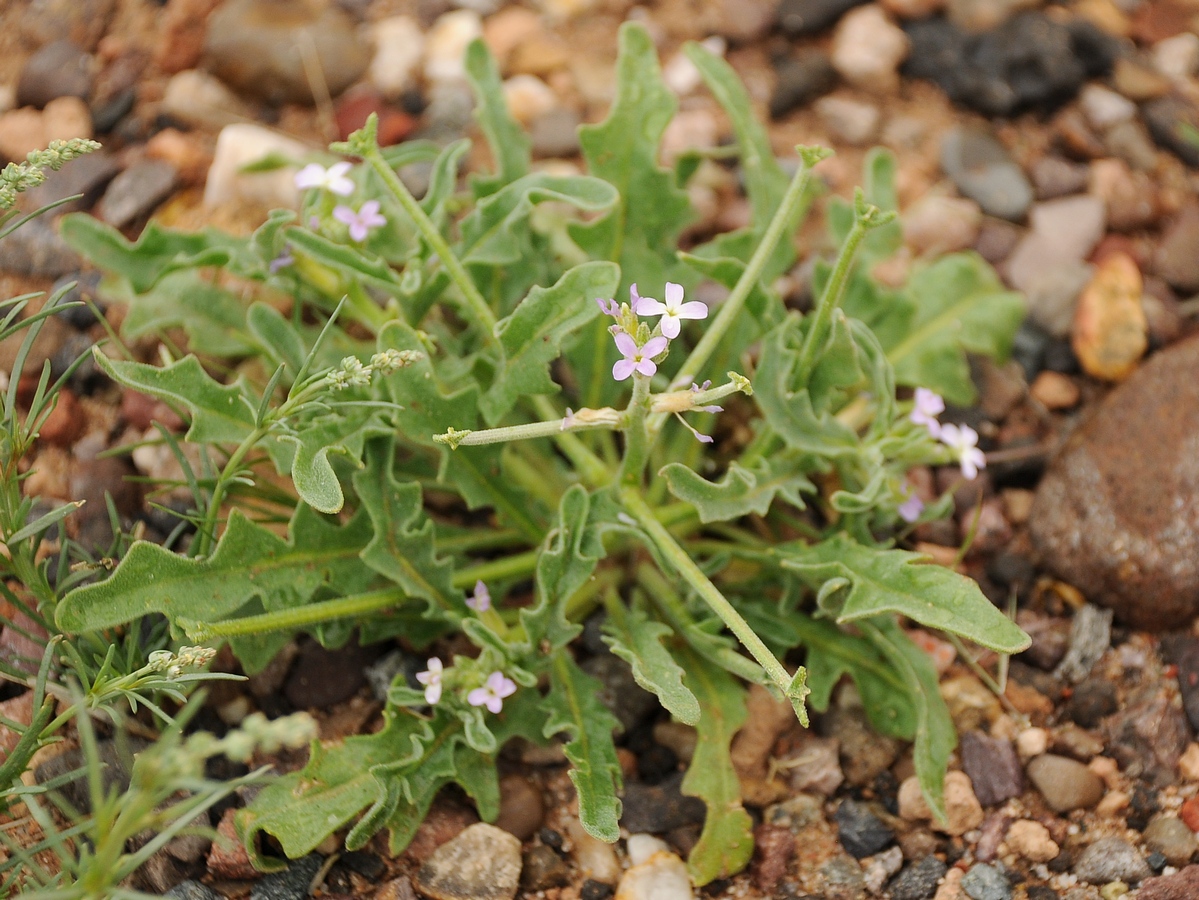 Image of Matthiola parviflora specimen.