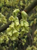 Corylopsis willmottiae. Соцветия. ФРГ, Нижняя Саксония, Ольденбург, ботанический сад Ольденбургского университета. 7 апреля 2007 г.