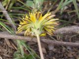 род Taraxacum. Верхушка побега с соцветием. Украина, г. Запорожье, восточная окраина, долина р. Мокрая Московка, луговая степь. 08.04.2017.