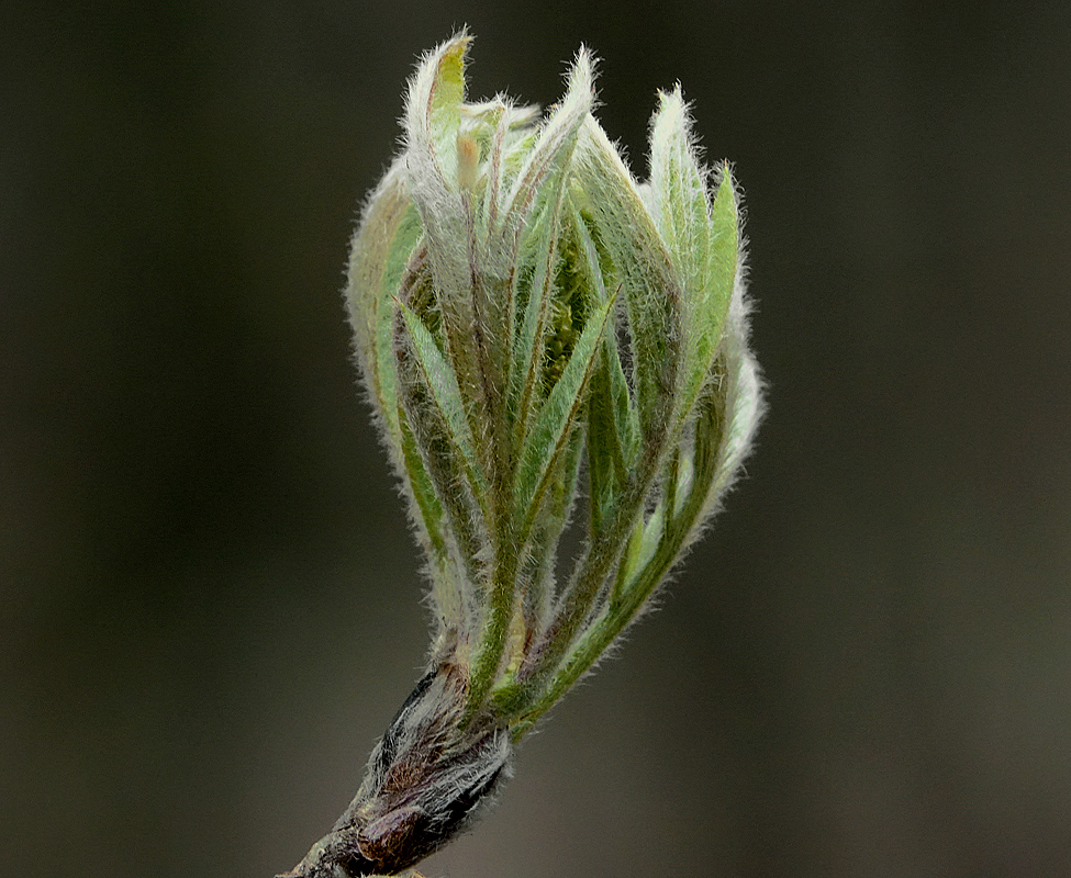 Image of Sorbus aucuparia specimen.