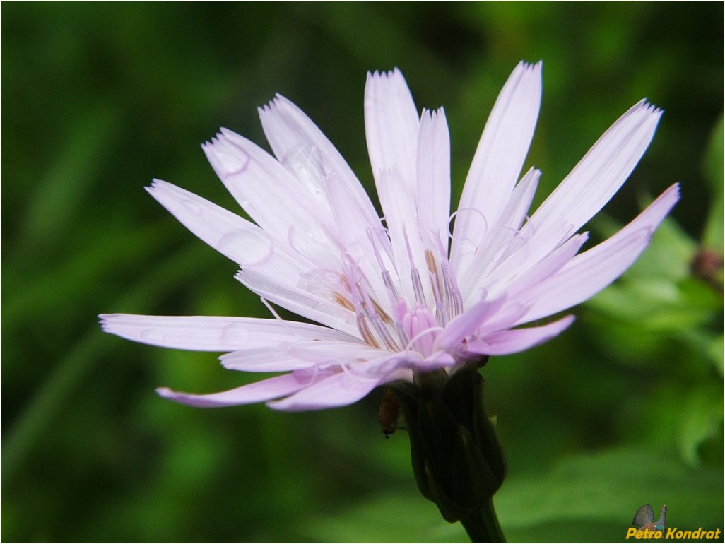 Image of Scorzonera rosea specimen.