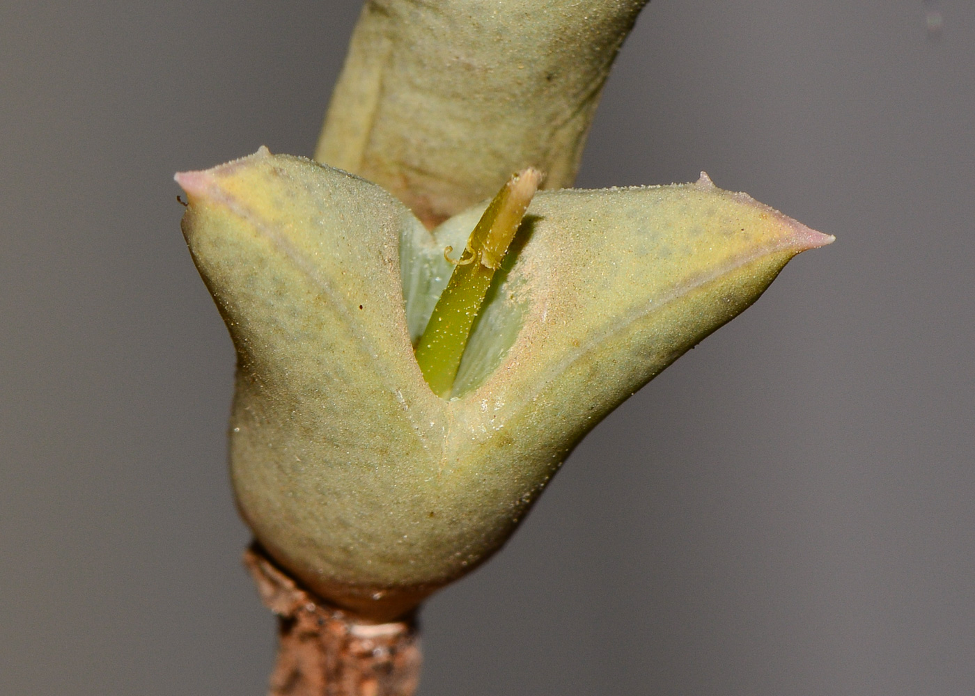 Image of Ruschia perfoliata specimen.