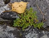 род Thymus. Вегетирующее растение. Северный Урал, Пермский край, правый берег р. Язьва, вершина Ветлянского Камня, в щели на камне. 19 августа 2017 г.