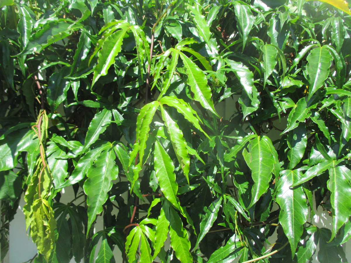 Image of Ipomoea horsfalliae specimen.