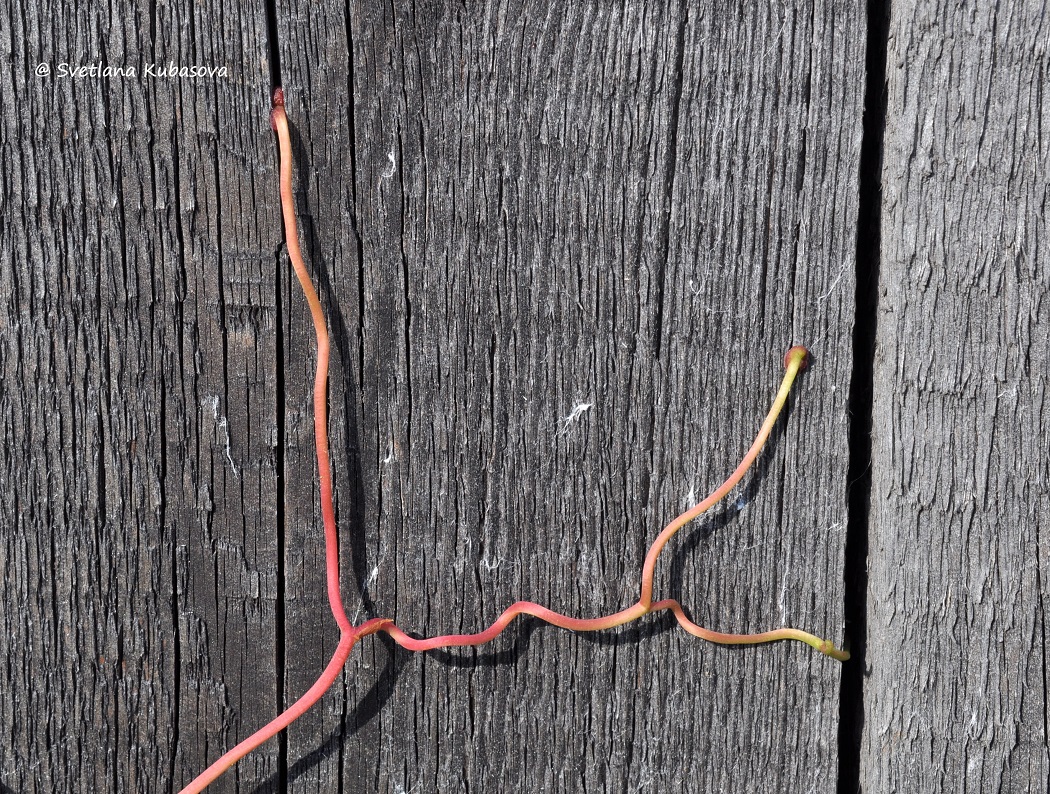 Image of Parthenocissus quinquefolia specimen.