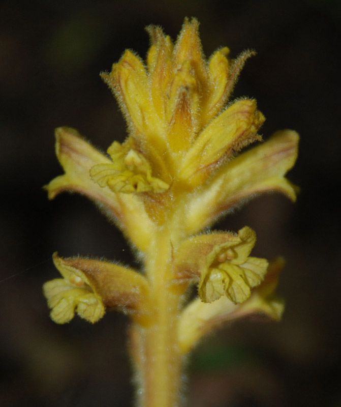 Image of Orobanche laxissima specimen.