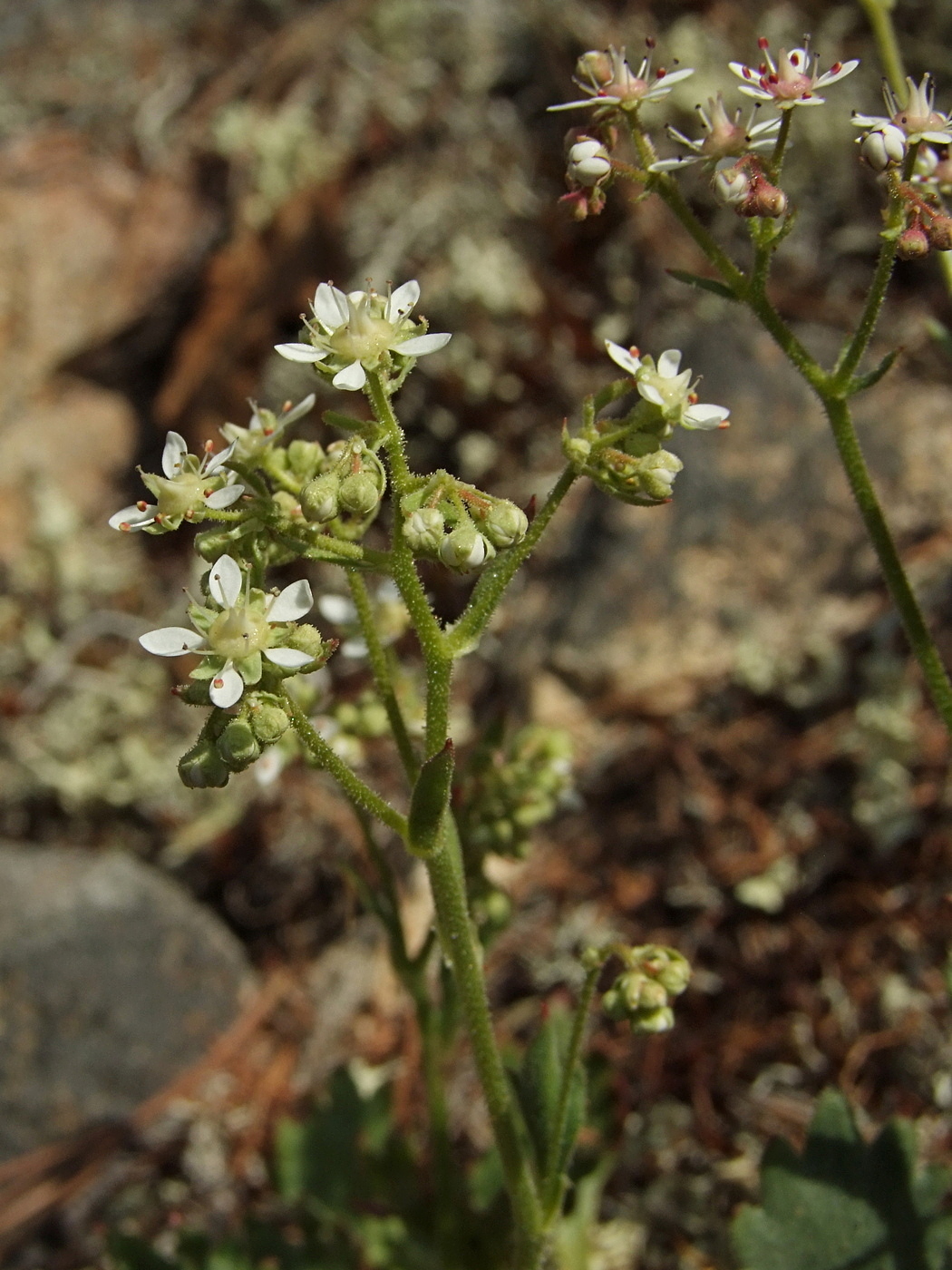 Image of Micranthes punctata specimen.