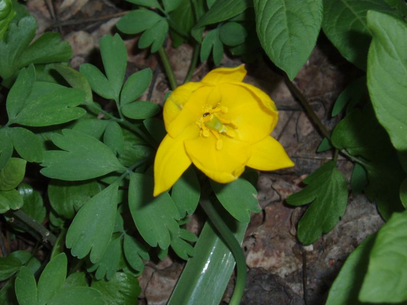 Image of Tulipa biebersteiniana specimen.