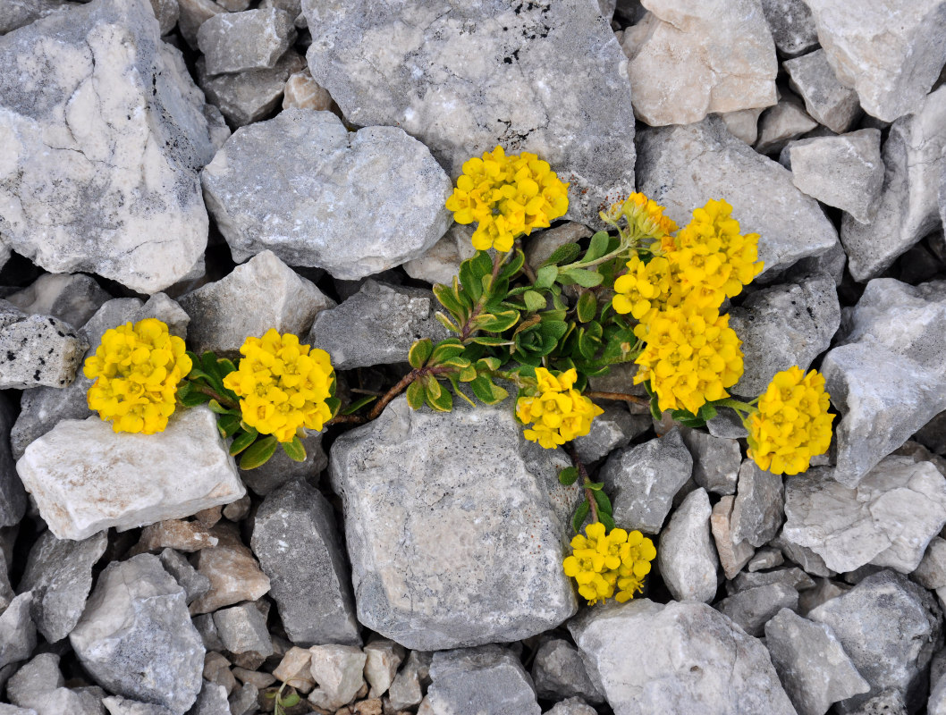 Изображение особи Alyssum oschtenicum.