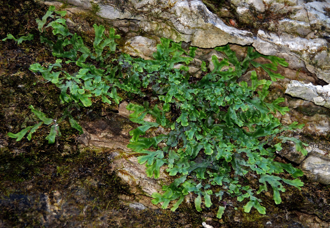 Image of Conocephalum conicum specimen.