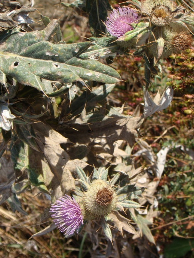 Image of genus Cirsium specimen.