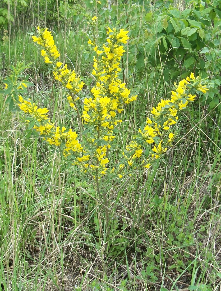 Image of Chamaecytisus ruthenicus specimen.