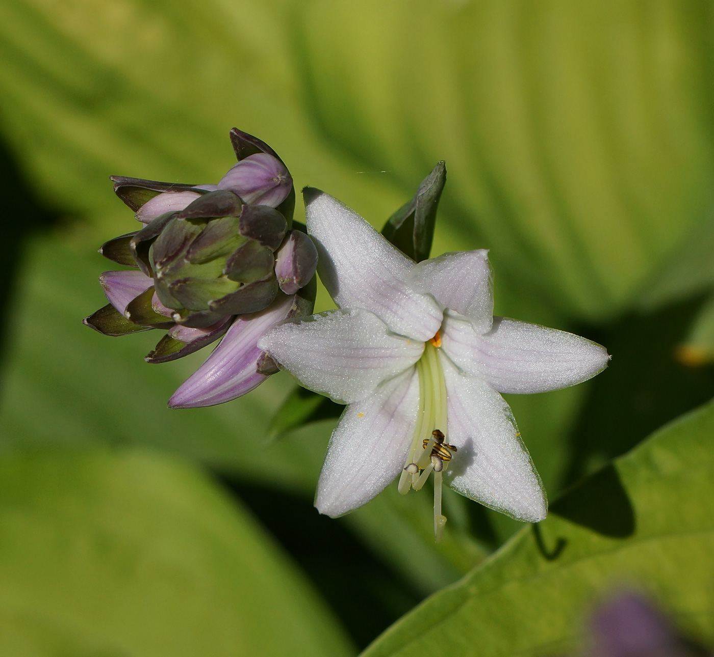 Изображение особи род Hosta.