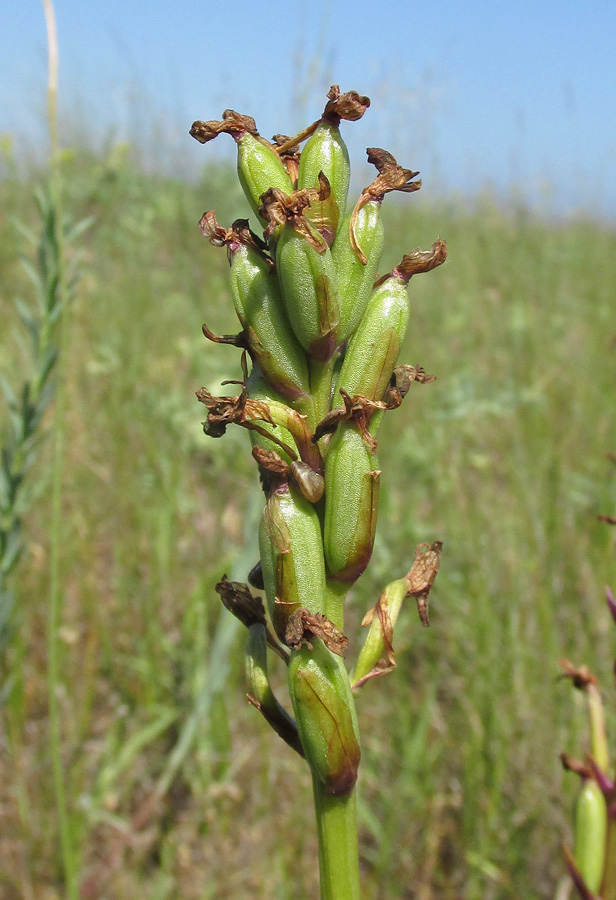 Image of Anacamptis morio ssp. caucasica specimen.