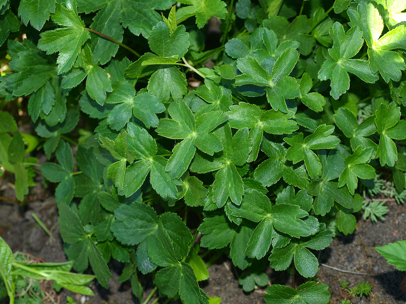 Image of Astrantia colchica specimen.