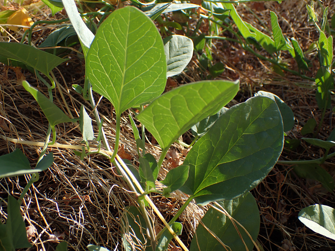 Image of Convolvulus arvensis specimen.