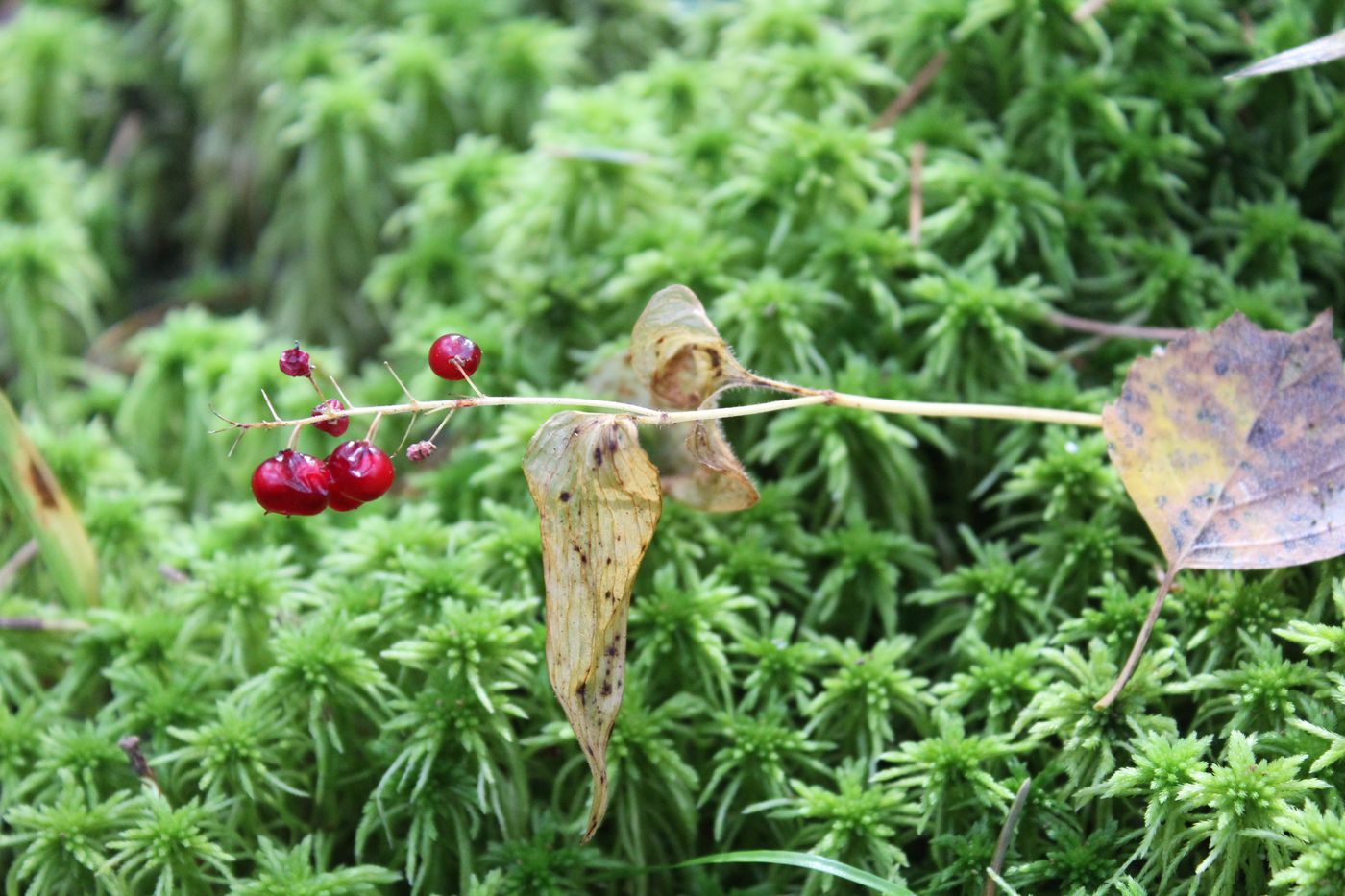 Image of Maianthemum bifolium specimen.