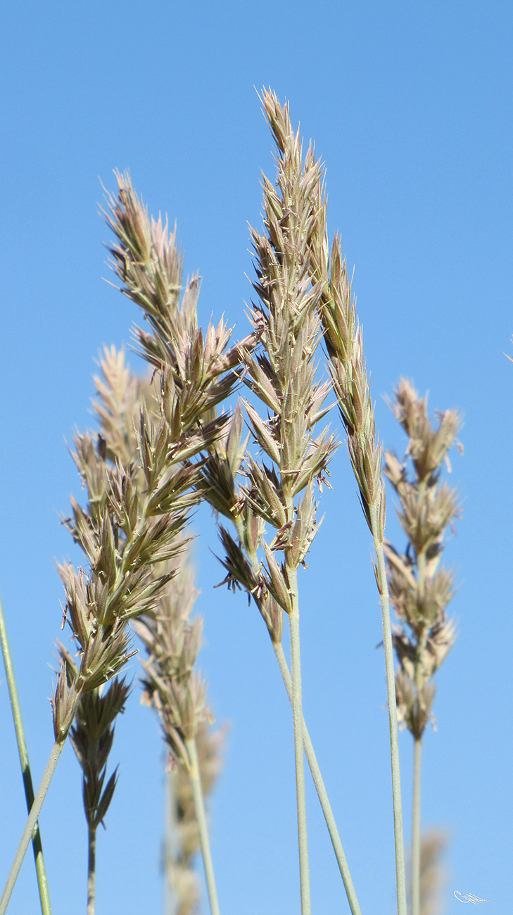 Image of Leymus pubescens specimen.