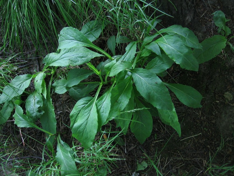 Image of Solidago virgaurea specimen.