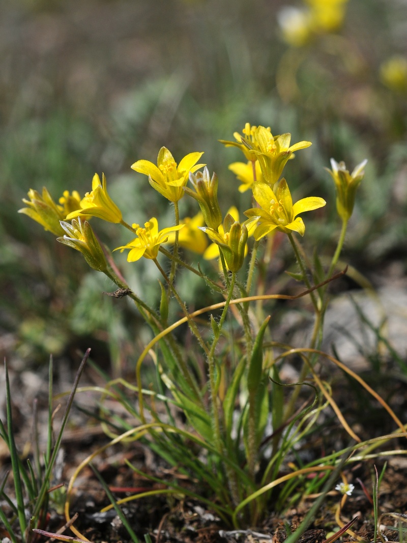 Image of Gagea minutiflora specimen.