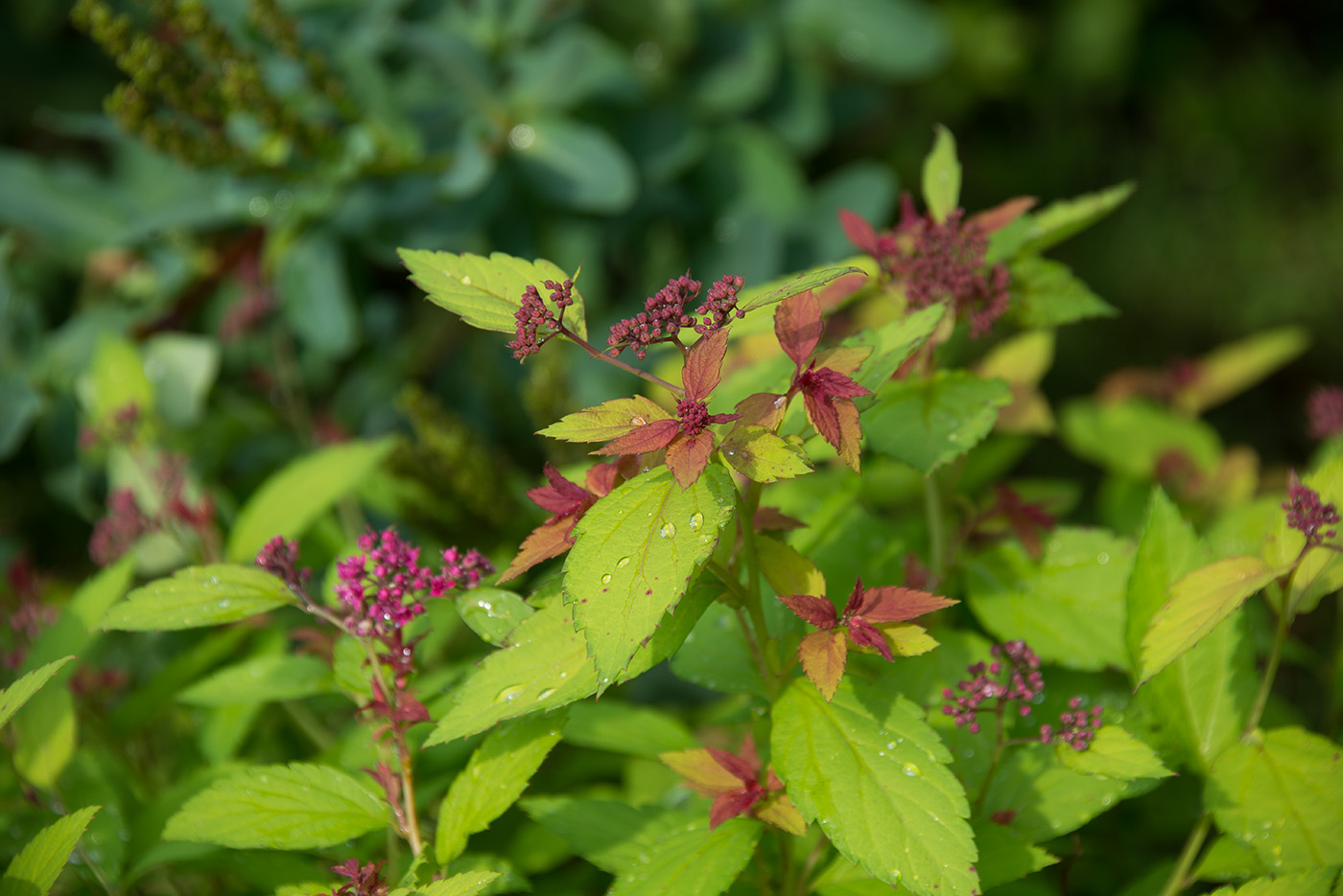 Image of Spiraea japonica specimen.